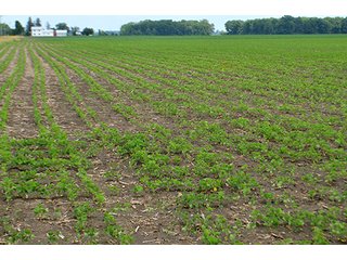 Property photo 81 - LAND AUCTION - 700+/- ACRES OFFERED IN 16 TRACTS IN ALLEN COUNTY, INDIANA